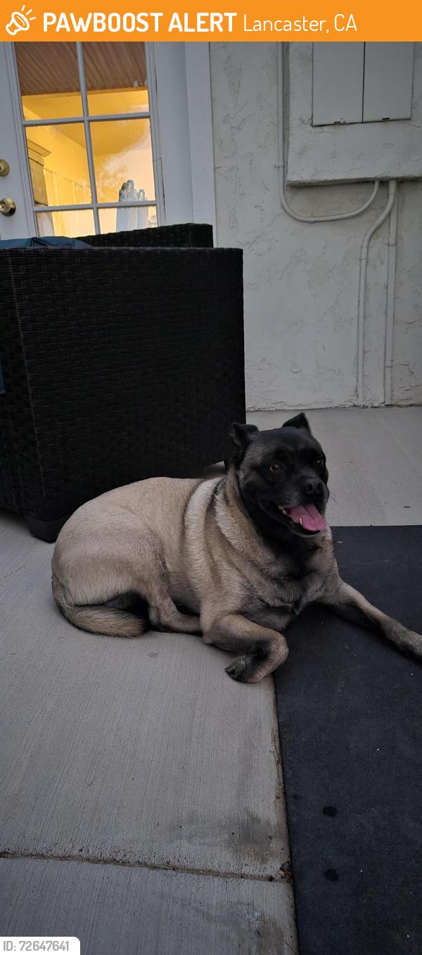 Found/Stray Female Dog last seen 93rd st west between Ave E8 and W Ave E, Lancaster, CA 93536
