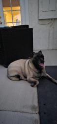 Found/Stray Female Dog last seen 93rd st west between Ave E8 and W Ave E, Lancaster, CA 93536