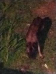 Found/Stray Male Dog last seen Taylor Street, Vista, CA 92084