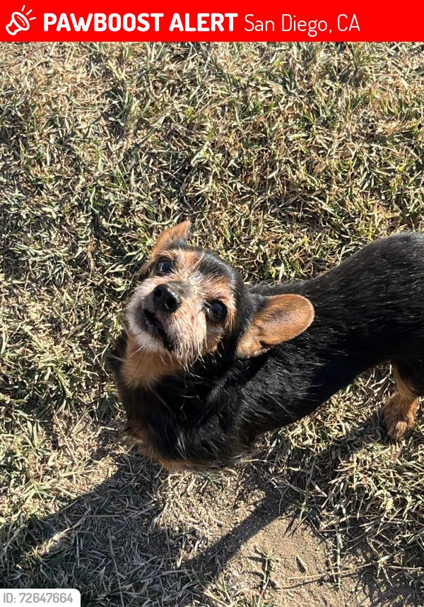 Lost Male Dog last seen Near Hewlett Dr, San Diego, CA 92115