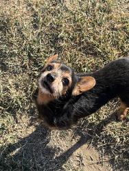 Lost Male Dog last seen Near Hewlett Dr, San Diego, CA 92115