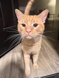 Found/Stray Male Cat last seen Near the rocketship school, Nashville, TN 37217