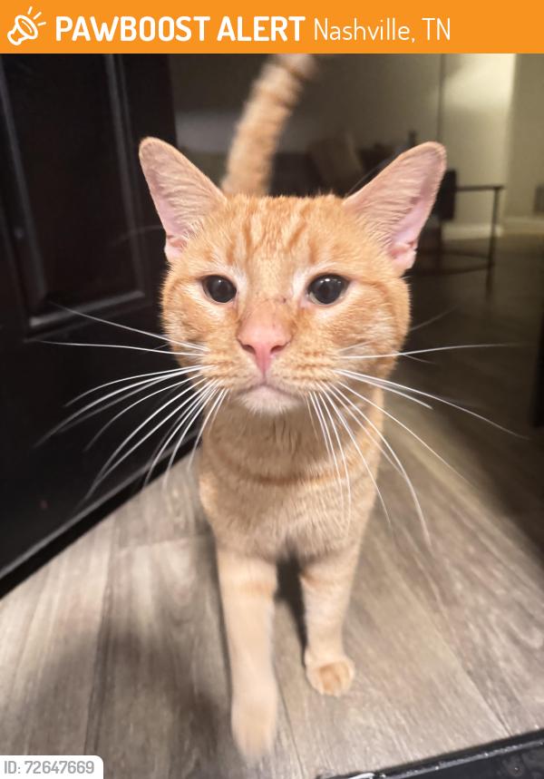 Found/Stray Male Cat last seen Near the rocketship school, Nashville, TN 37217