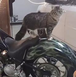 Lost Male Cat last seen Atlanta rd, Suwanee, GA 30024