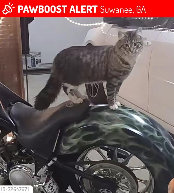 Lost Male Cat last seen Atlanta rd, Suwanee, GA 30024