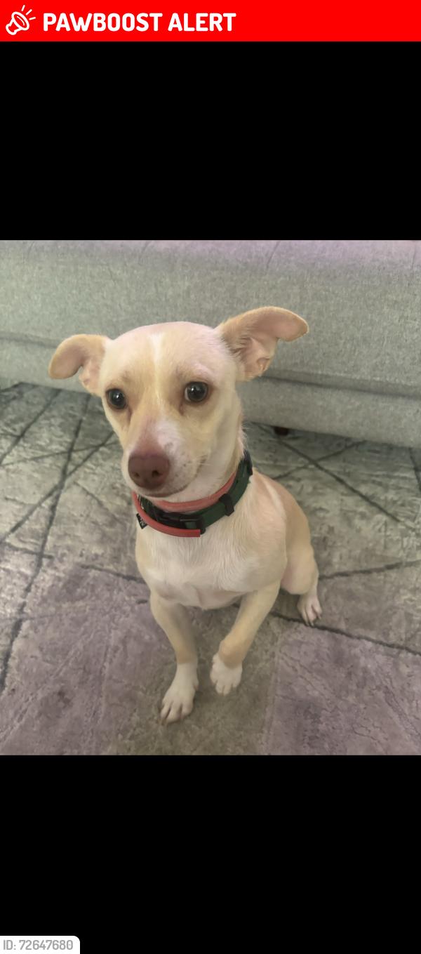Lost Male Dog last seen Winco and homedepot in Perris , Riverside County, CA 92570