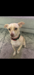 Lost Male Dog last seen Winco and homedepot in Perris , Riverside County, CA 92570