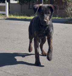 Found/Stray Female Dog last seen Telephone Ave Phillips Blvd, Chino, CA 91710