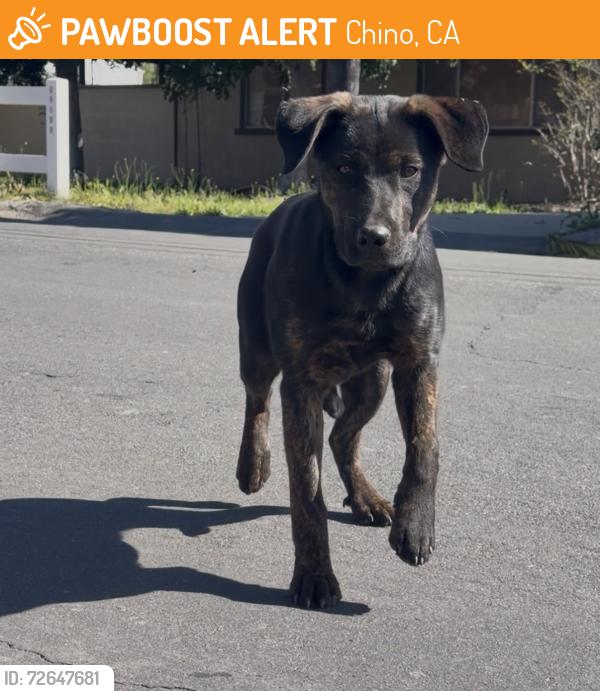 Found/Stray Female Dog last seen Telephone Ave Phillips Blvd, Chino, CA 91710
