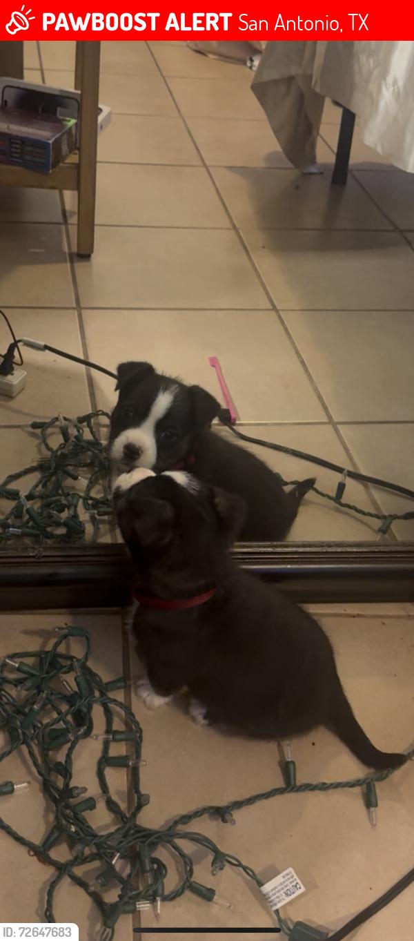 Lost Male Dog last seen colony dr, San Antonio, TX 78230