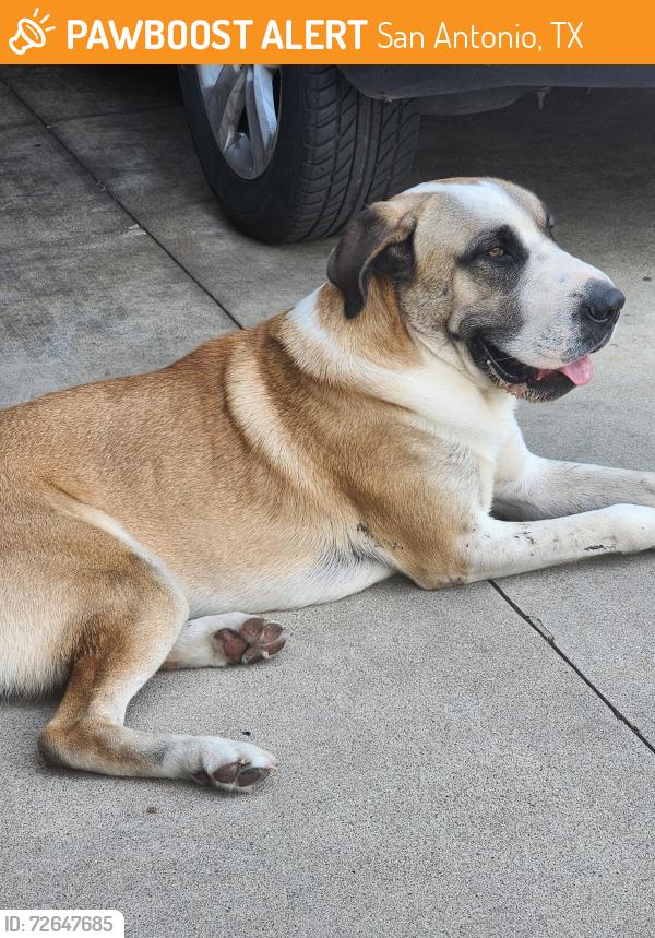 Found/Stray Male Dog last seen Bordoy/Prado , San Antonio, TX 78225