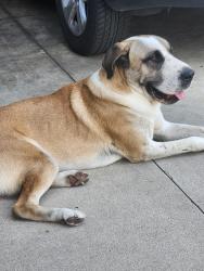 Found/Stray Male Dog last seen Bordoy/Prado , San Antonio, TX 78225