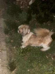 Found/Stray Male Dog last seen E 475 N street, North Salt Lake, UT 84054