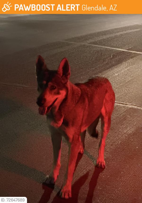 Found/Stray Unknown Dog last seen 65th dr & rose ln, Glendale, AZ 85301