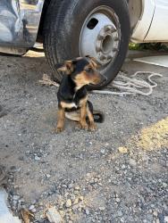 Found/Stray Female Dog last seen 65th dr & rose ln, Glendale, AZ 85301