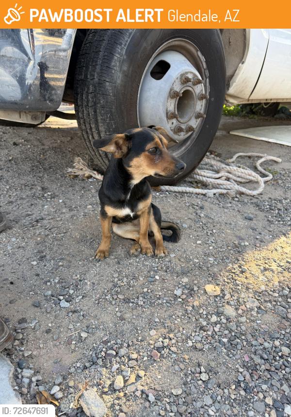 Found/Stray Female Dog last seen 65th dr & rose ln, Glendale, AZ 85301