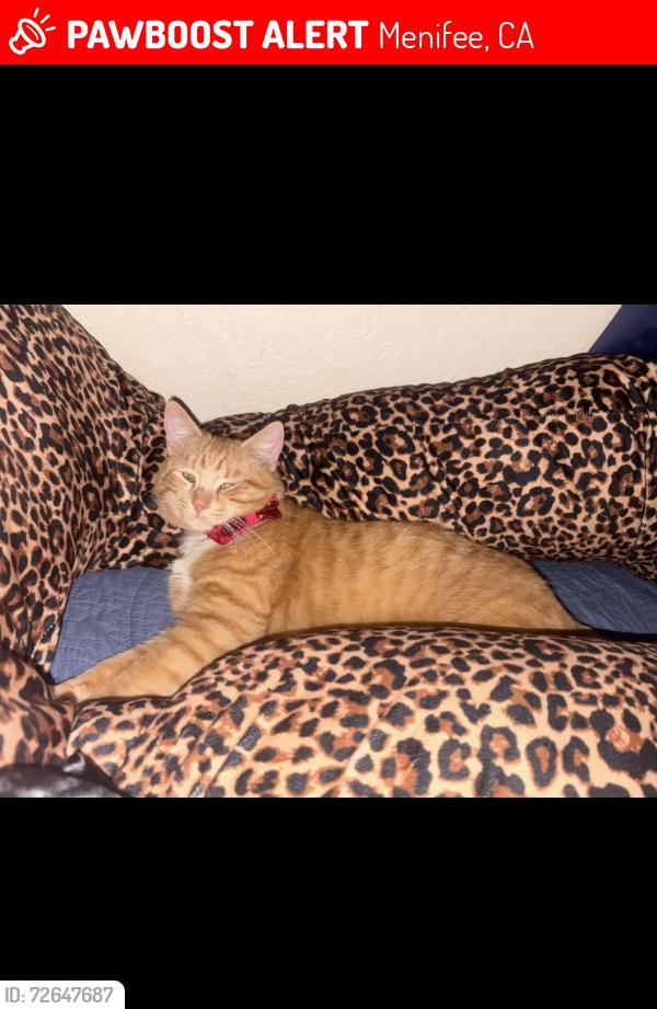 Lost Male Cat last seen Near Encanto Dr Menifee, CA 92586 United States, Villagio apmts, McCall BLVD, Menifee, CA 92586