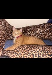 Lost Male Cat last seen Near Encanto Dr Menifee, CA 92586 United States, Villagio apmts, McCall BLVD, Menifee, CA 92586