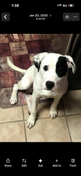 Lost Male Dog last seen Johnson/copter, Ferry Pass, FL 32514