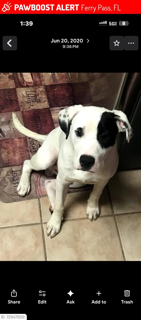 Lost Male Dog last seen Johnson/copter, Ferry Pass, FL 32514
