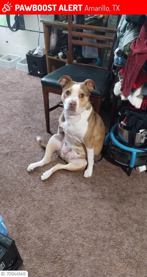 Lost Female Dog last seen 3rd and Ross Amarillo texas, Amarillo, TX 79102