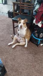 Lost Female Dog last seen 3rd and Ross Amarillo texas, Amarillo, TX 79102