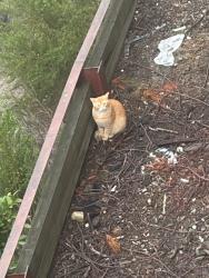 Found/Stray Male Cat last seen Ascot Drive and Ascot Court, Moraga CA, Moraga, CA 94556