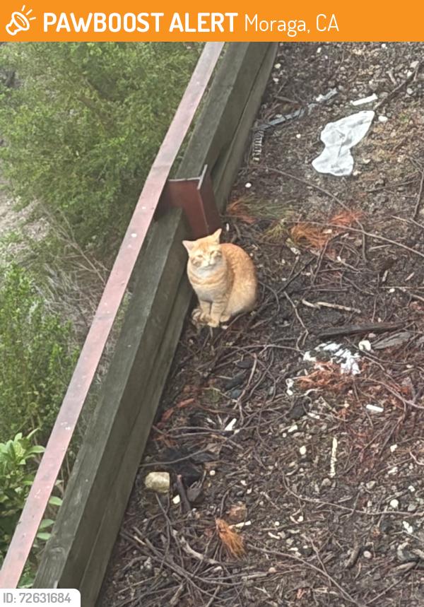 Found/Stray Male Cat last seen Ascot Drive and Ascot Court, Moraga CA, Moraga, CA 94556
