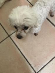 Found/Stray Male Dog last seen Firestone , South Gate, CA 90280