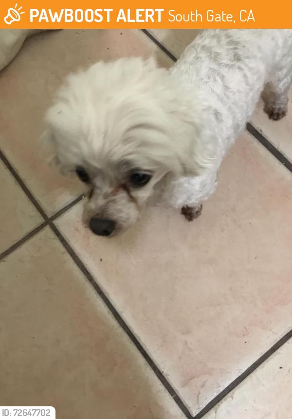 Found/Stray Male Dog last seen Firestone , South Gate, CA 90280