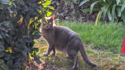 Found/Stray Female Cat last seen Airway Ave, by the Administration Office, Costa Mesa, CA 92626