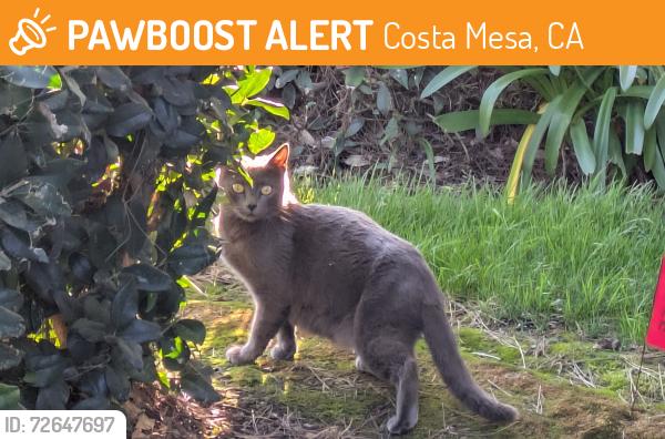 Found/Stray Female Cat last seen Airway Ave, by the Administration Office, Costa Mesa, CA 92626