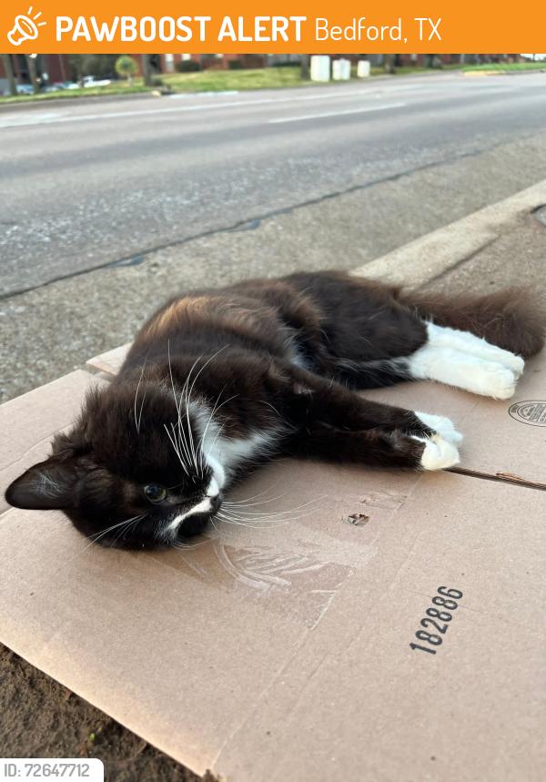 Found/Stray Unknown Cat last seen Central Parkway Blvd, Bedford, TX 76022