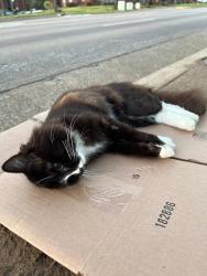 Found/Stray Unknown Cat last seen Central Parkway Blvd, Bedford, TX 76022