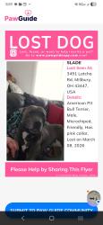 Lost Male Dog last seen Loves truck stop, Millbury, OH 43447