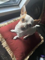 Lost Male Dog last seen Astor, FL 32102, 6th st, Astor, FL 32102