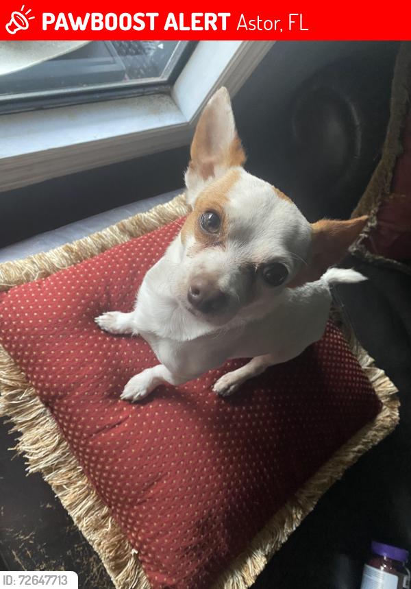 Lost Male Dog last seen Astor, FL 32102, 6th st, Astor, FL 32102