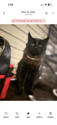 Lost Male Cat last seen Sutherland ave , Knoxville, TN 37919