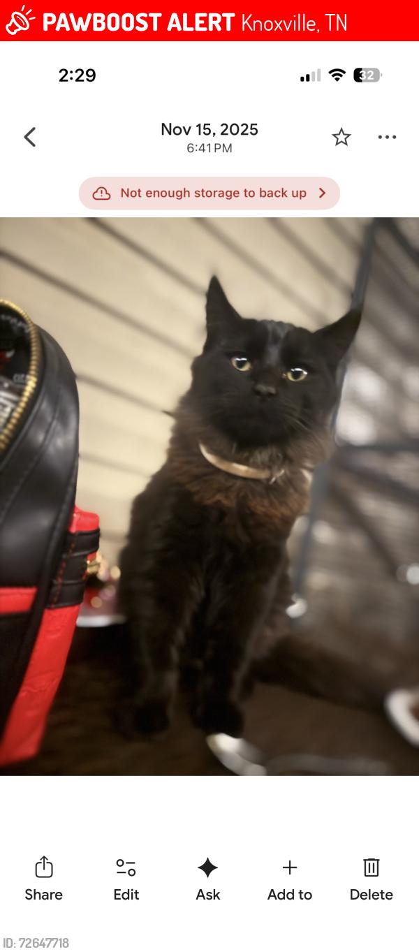 Lost Male Cat last seen Sutherland ave , Knoxville, TN 37919