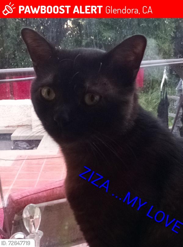 Lost Male Cat last seen Sierra Madre ave/ vermont , Glendora, CA 91741