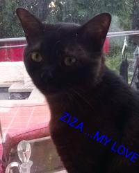 Lost Male Cat last seen Sierra Madre ave/ vermont , Glendora, CA 91741