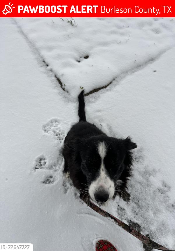 Lost Female Dog last seen Cr 100 and Cr 106, Burleson County, TX 77836