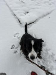 Lost Female Dog last seen Cr 100 and Cr 106, Burleson County, TX 77836