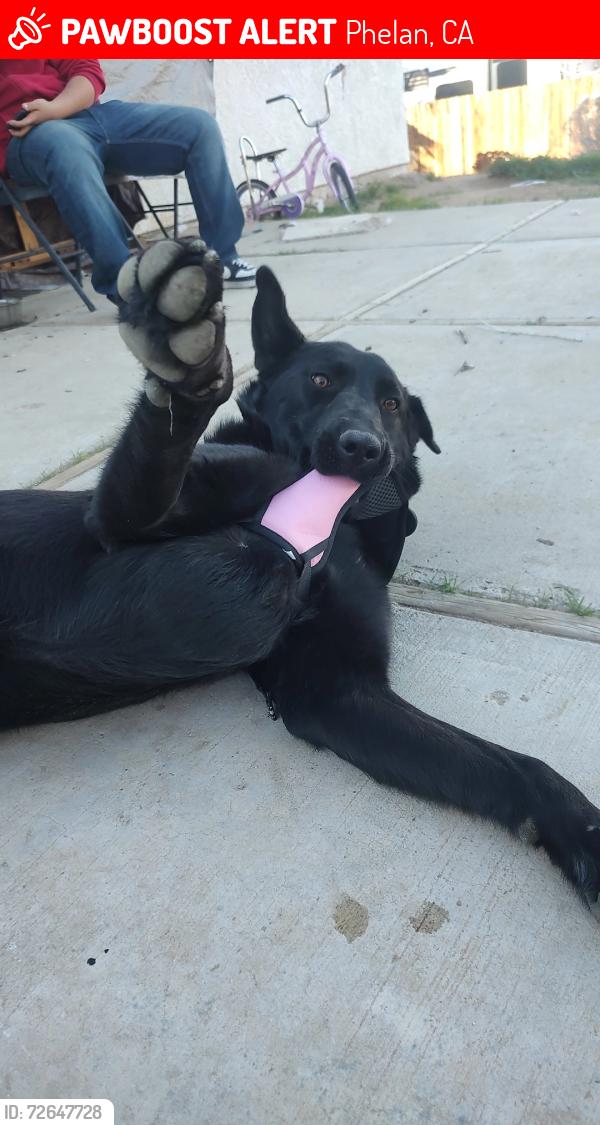 Lost Female Dog last seen Unknown, Phelan, CA 92371