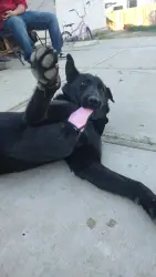 Lost Female Dog last seen Unknown, Phelan, CA 92371