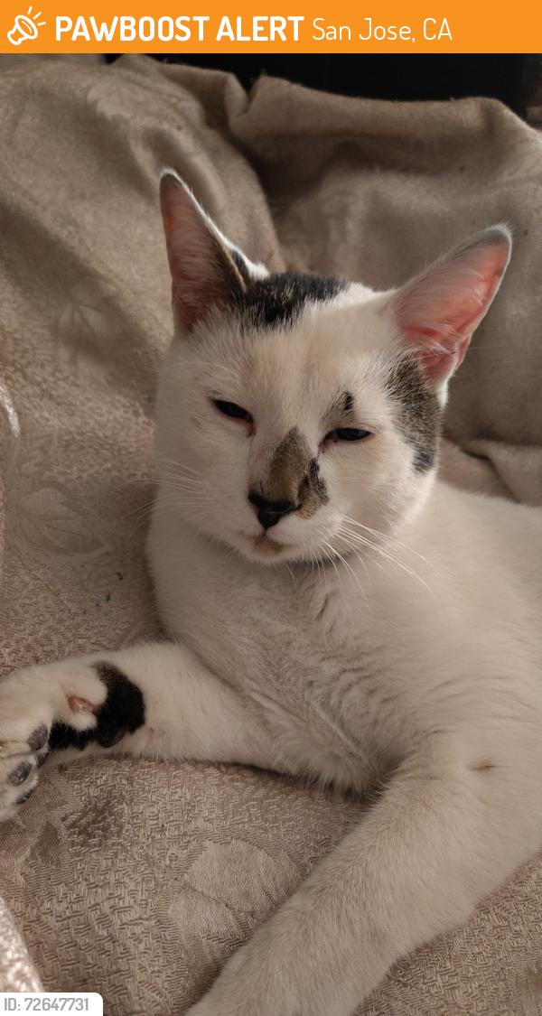 Found/Stray Male Cat last seen Near Lucretia ave, San Jose, CA 95122