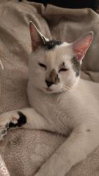 Found/Stray Male Cat last seen Near Lucretia ave, San Jose, CA 95122
