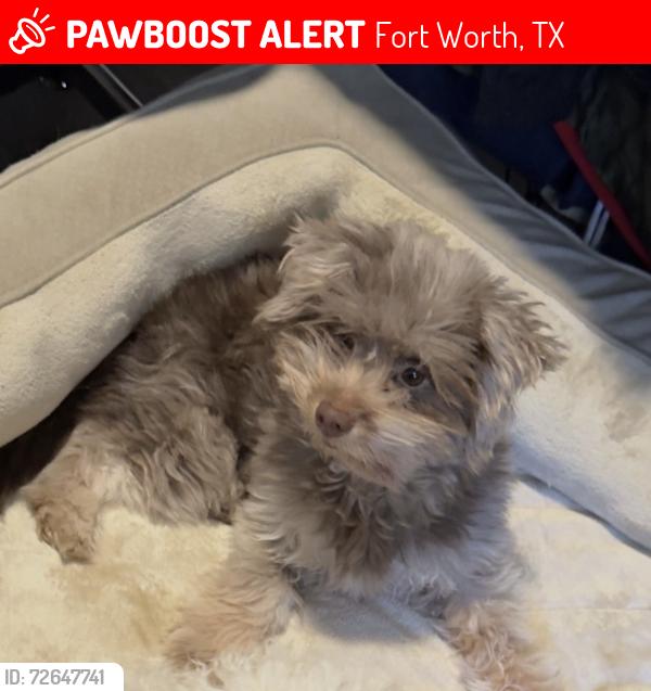 Lost Female Dog last seen Meadowbrook & Randoll Mill, Fort Worth, TX 76120