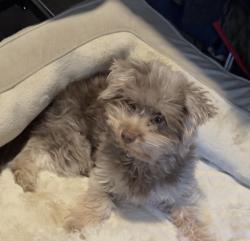 Lost Female Dog last seen Meadowbrook & Randoll Mill, Fort Worth, TX 76120