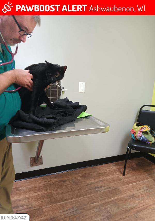 Lost Male Cat last seen Ashland , Ashwaubenon, WI 54304